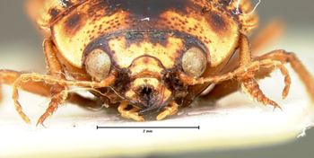 Media type: image;   Entomology 131 Aspect: head frontal view